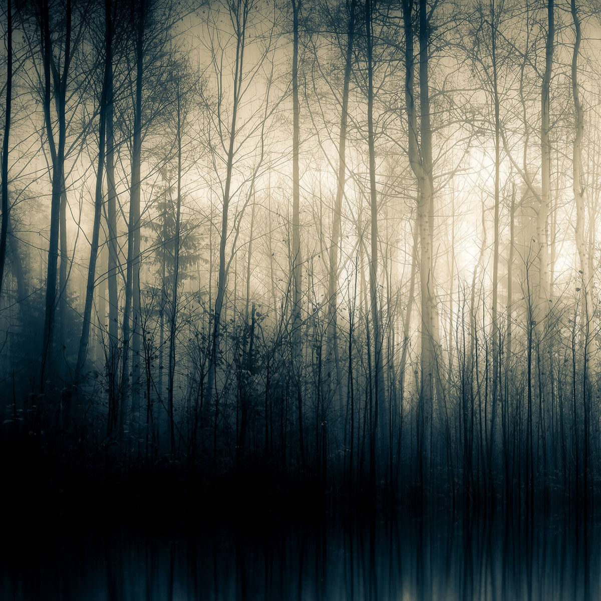 Forest Whispers Part I Woodland Silhouette photographic art print by Cobra Art