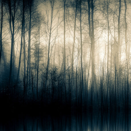 Forest Whispers Part I Woodland Silhouette photographic art print by Cobra Art
