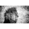 Lion King Monochrome Animal Portrait photographic art print by Cobra Art