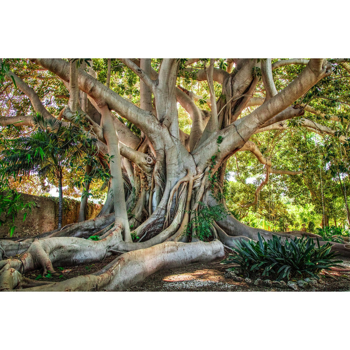 Old Tree Sicily Evergreen Wonder photographic art print by Cobra Art