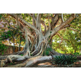 Old Tree Sicily Evergreen Wonder photographic art print by Cobra Art