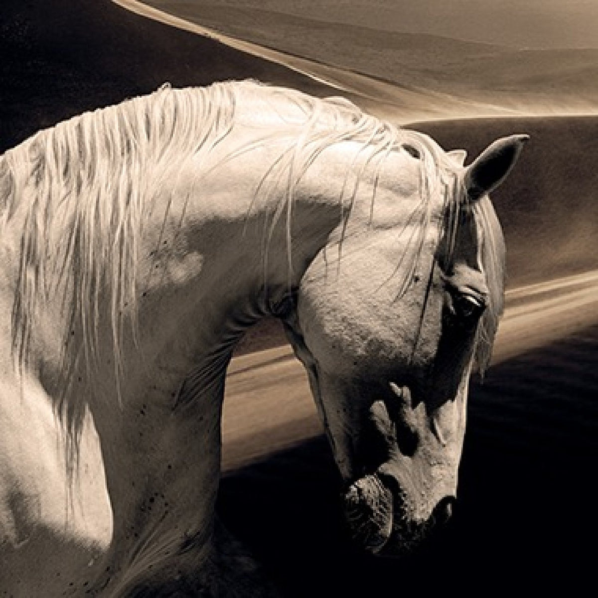Arabian Horse Black And White Photographic Artwork art print by Cobra Art