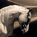 Arabian Horse Black And White Photographic Artwork art print by Cobra Art