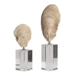 Aged Ivory Sculptures (3) | Uttermost Oyster Shell - www.oroa.com