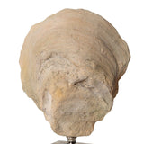 Aged Ivory Sculptures (3) | Uttermost Oyster Shell - www.oroa.com