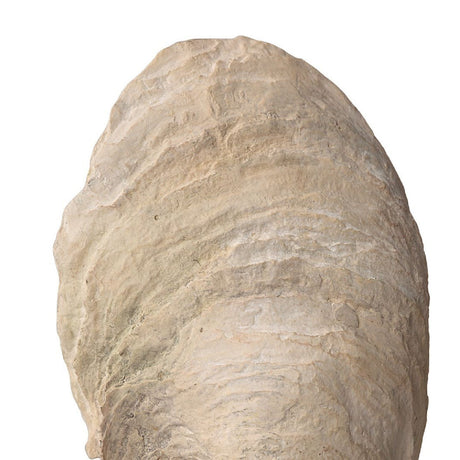Aged Ivory Sculptures (3) | Uttermost Oyster Shell - www.oroa.com