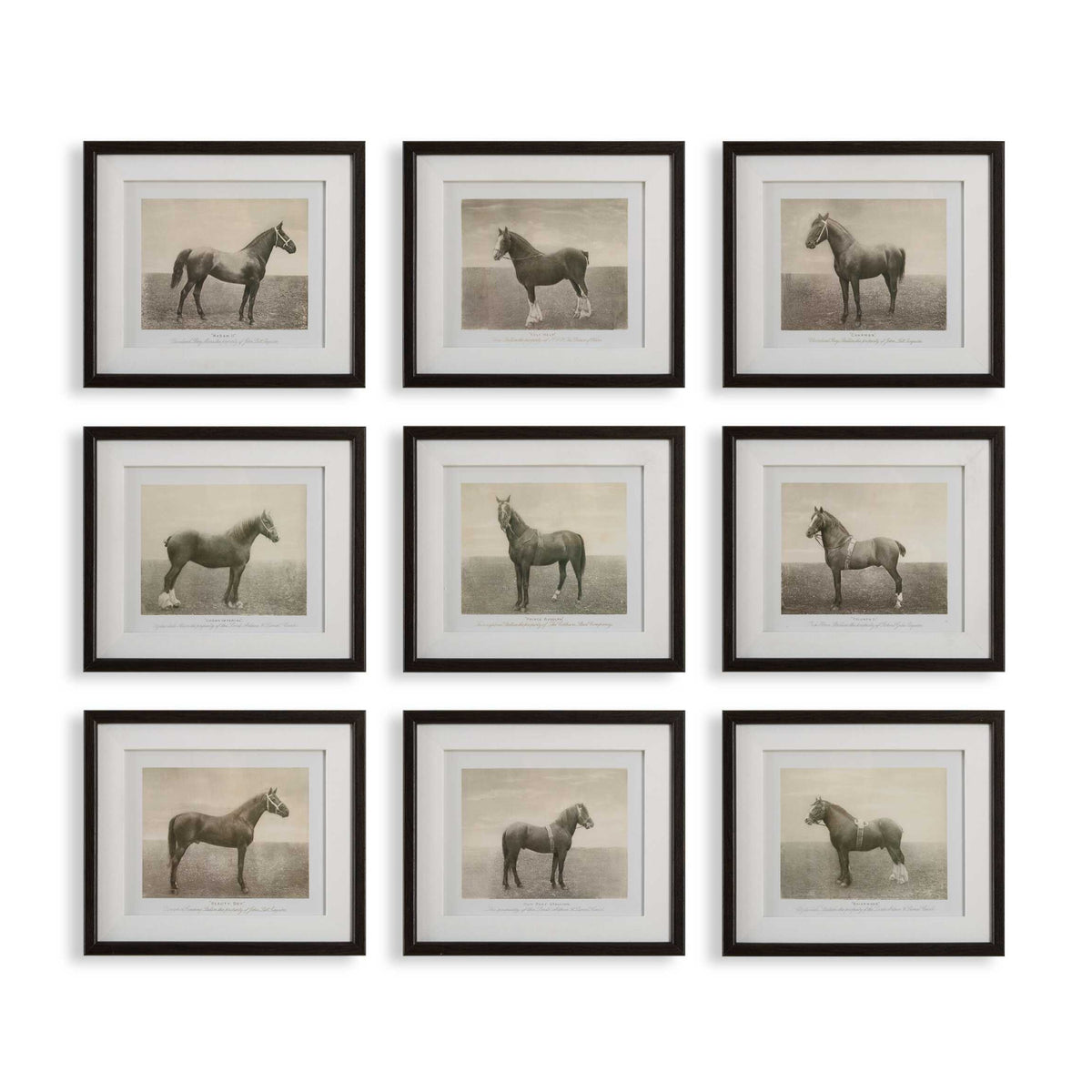 Horse Sketch Art Prints (9) | Uttermost Equine Dynasty