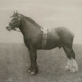 Horse Sketch Art Prints (9) | Uttermost Equine Dynasty